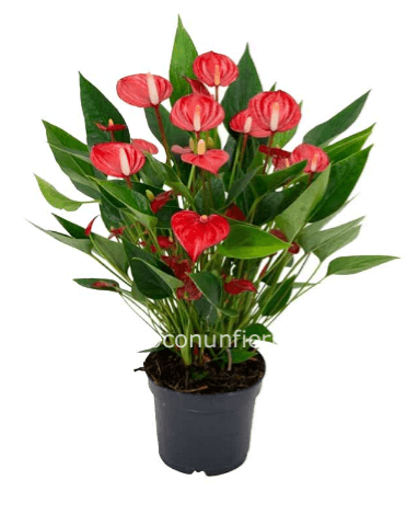 Pianta di anthurium fiorita