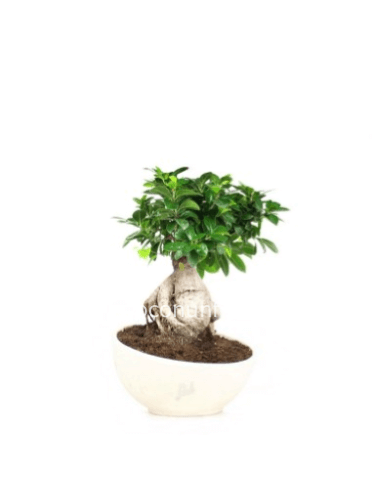 Pianta di bonsai, con vaso in terracotta varietà ginseng