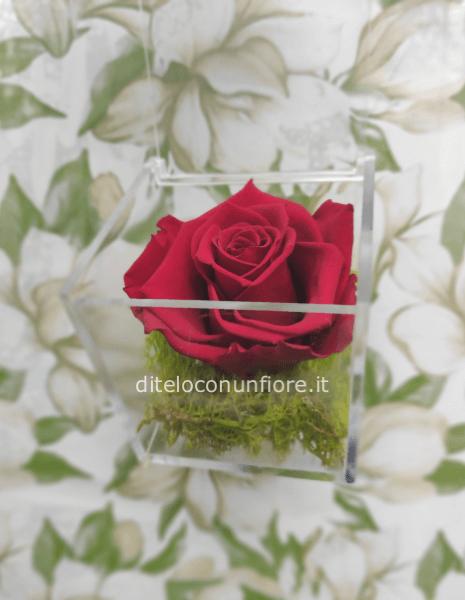 ROSA SINGOLA STABILIZZATA 